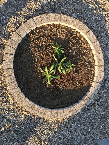 120cm cream garden circle