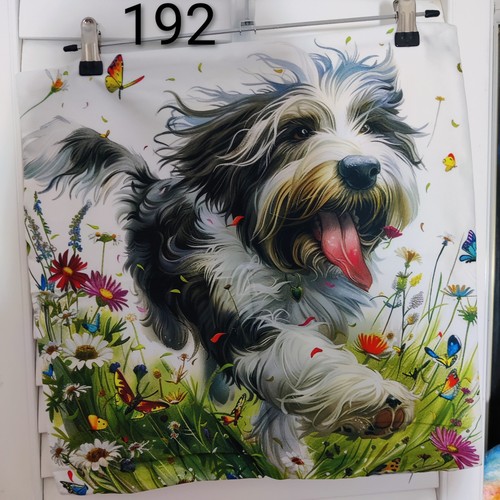 Bearded collie running soft - bearded,