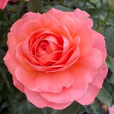 Rose 'Spirit In The Sky'