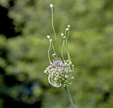 Babingtons Leek Allium