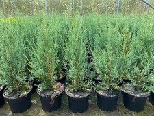 5x Large Skyrocket Trees Rocky Mountain Juniper 2ft Tall in a 3 Litre Pots