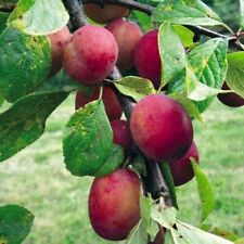 Plum Fruit Tree 'Victoria' (St Julien) Self-Fertile Prunus domestica 12L Pot