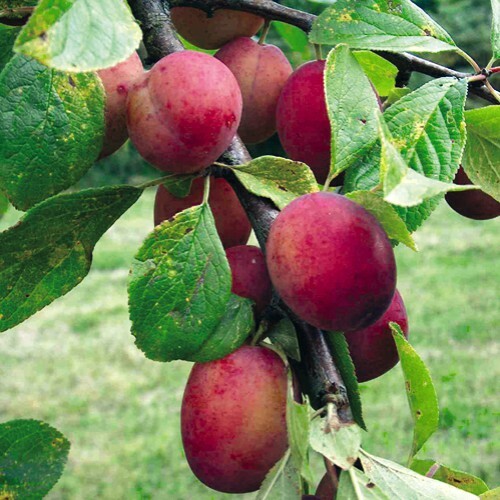 Plum fruit tree victoria st - fruit,