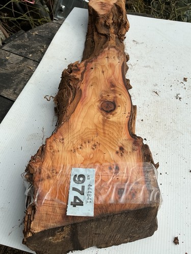 Yew wood - yew, wood,yew,interesting