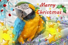 Macaw Parrot Christmas Greeting Card Xmas A5 Blank Seasonal Pet Parrots Bird Fun