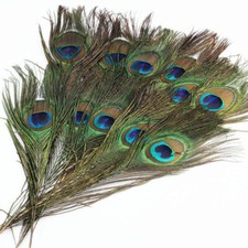 20X Natural Peacock Feathers