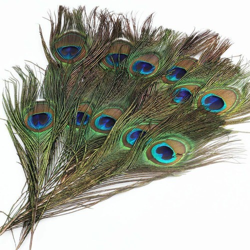 20x natural peacock - peacock, feathers