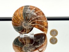 Large nautilus fossil - large,
