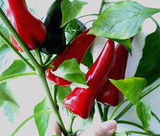 Chili Mirasol Chili Seeds