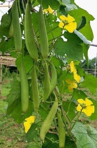 Gourd luffa sponge - sponge,