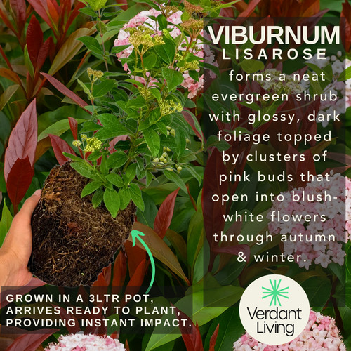 Large plant viburnum - plant,