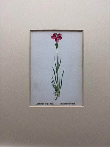 Antique hand coloured - hand,