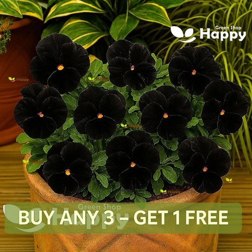 Pansy black 150 seeds - black,