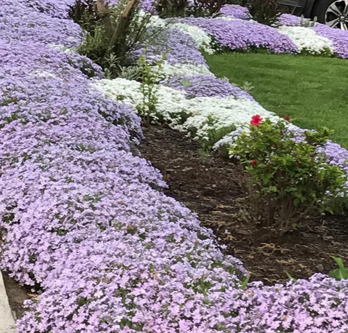 Deer proof perennial - perennial, plants