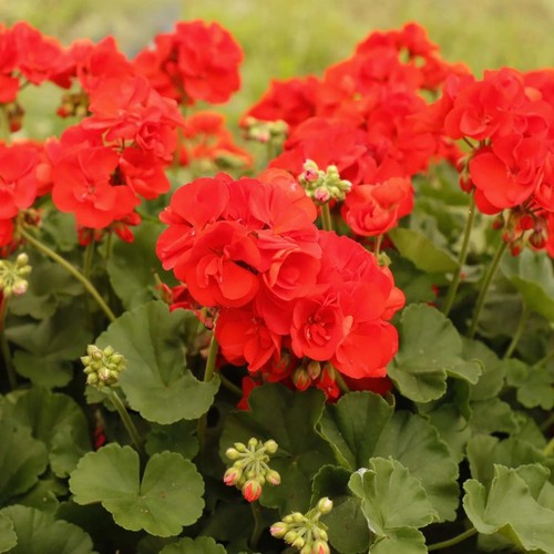 Geranium zonal anthony x5 - geranium, 'anthony'