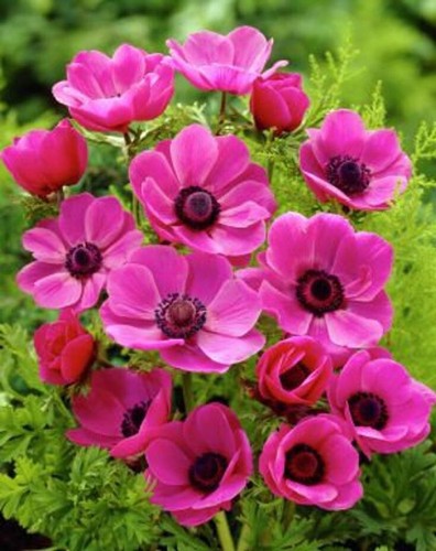 Anemone caen pink bulbs - 10,
