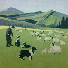 Cymru Hill Farmer Shimmer