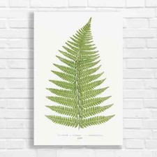 Fern Leaf Botanical Canvas