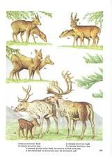 Vintage muntjac, chinese water deer, reindeer print, old wall art, book plate