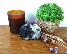 Large polished goniatite - polished,
