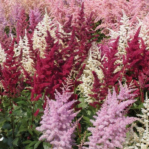 Astilbe plant pots - x,