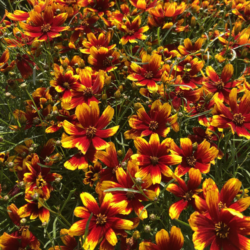 Coreopsis corleone red - coreopsis, 'corleone
