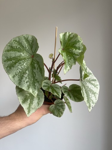 Begonia temuyuk silver - begonia,