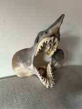 Animal Skulls Taxidermy