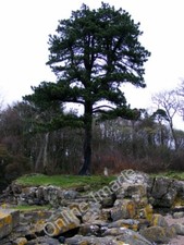 Photo 6x4 Burned tree at