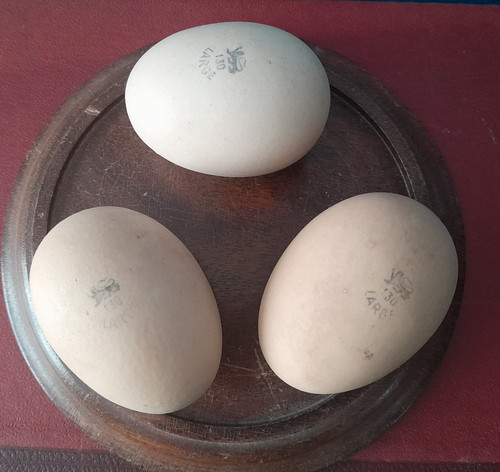 Vintage ceramic dummy broody - ceramic,