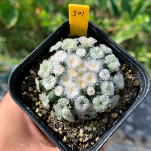 5cm seedling mammillaria - seedling,