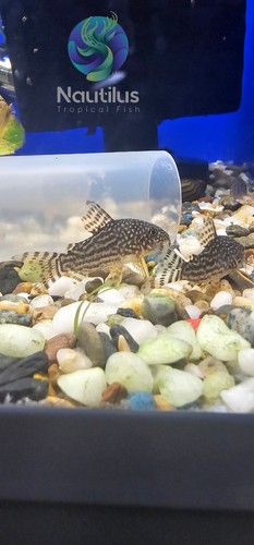Sterbai cory corydoras - sterbai,