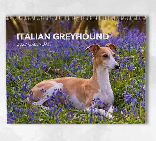 Italian greyhound calendar - italian,