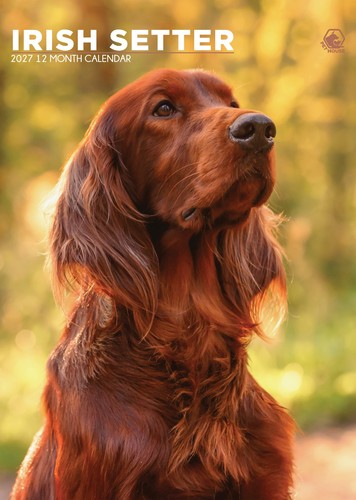 Irish setter 2027 - |, a3