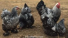 12+ ~GIANT LARGE FOWL~ SILVER