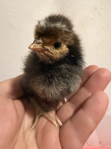 Fertile polish hatching - ,