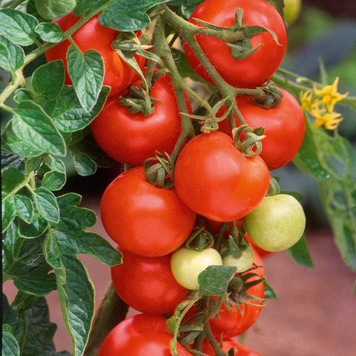 Tomato alicante seeds grow - alicante,