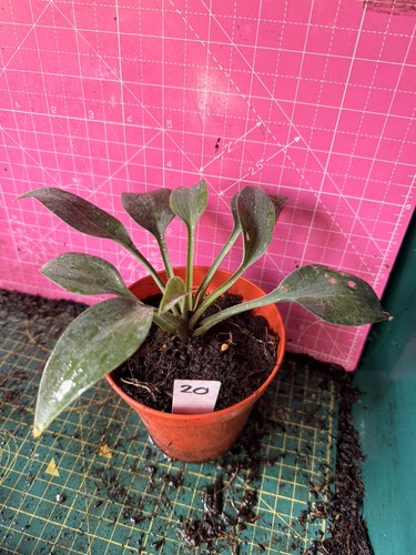Hosta perennial plant - plant,