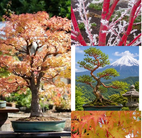 Japanese acer palmatum - japanese,