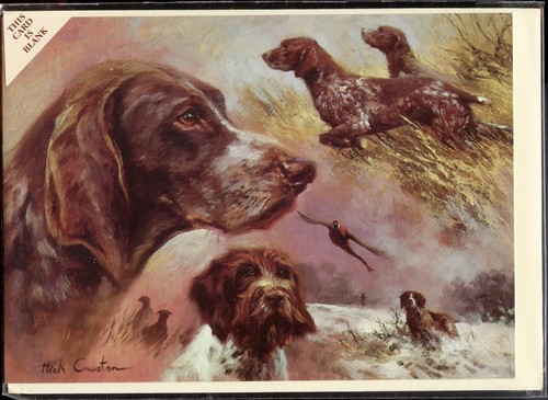 German shorthaired pointer gsp - german,