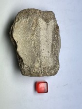  Fossil Cetacean whale