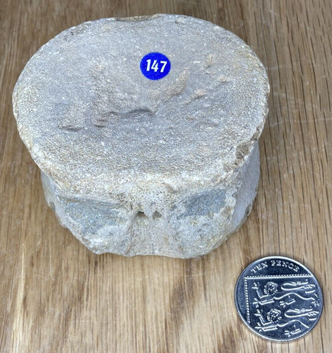 Fossil specimen plesiosaur - fossil, specimen,