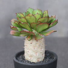 15CM Succulent Cactus Plant