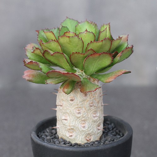 15cm succulent cactus - 15cm,
