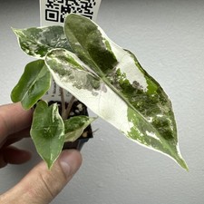 Alocasia Pseudo Sanderiana