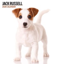 Jack Russell 2026 Modern Calendar