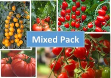 Tomato Plug Plants MIXED PACK