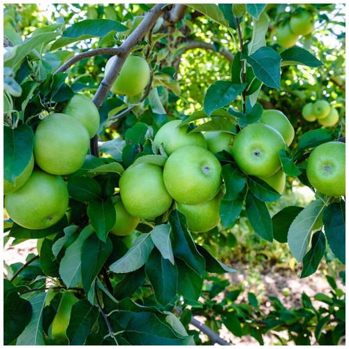 Dwarf patio granny smith - granny, apple