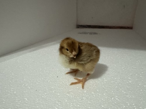 Rhode island red pure breed - rhode,