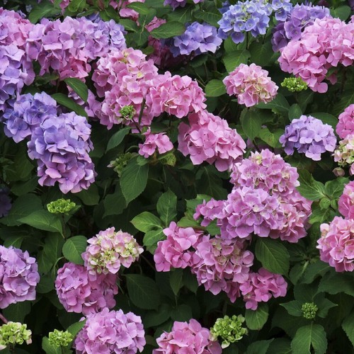 Hydrangea macrophylla bouquet - macrophylla,